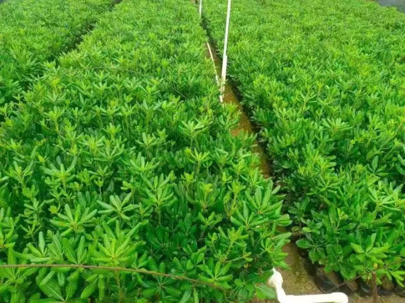 精品海桐基地种植直销