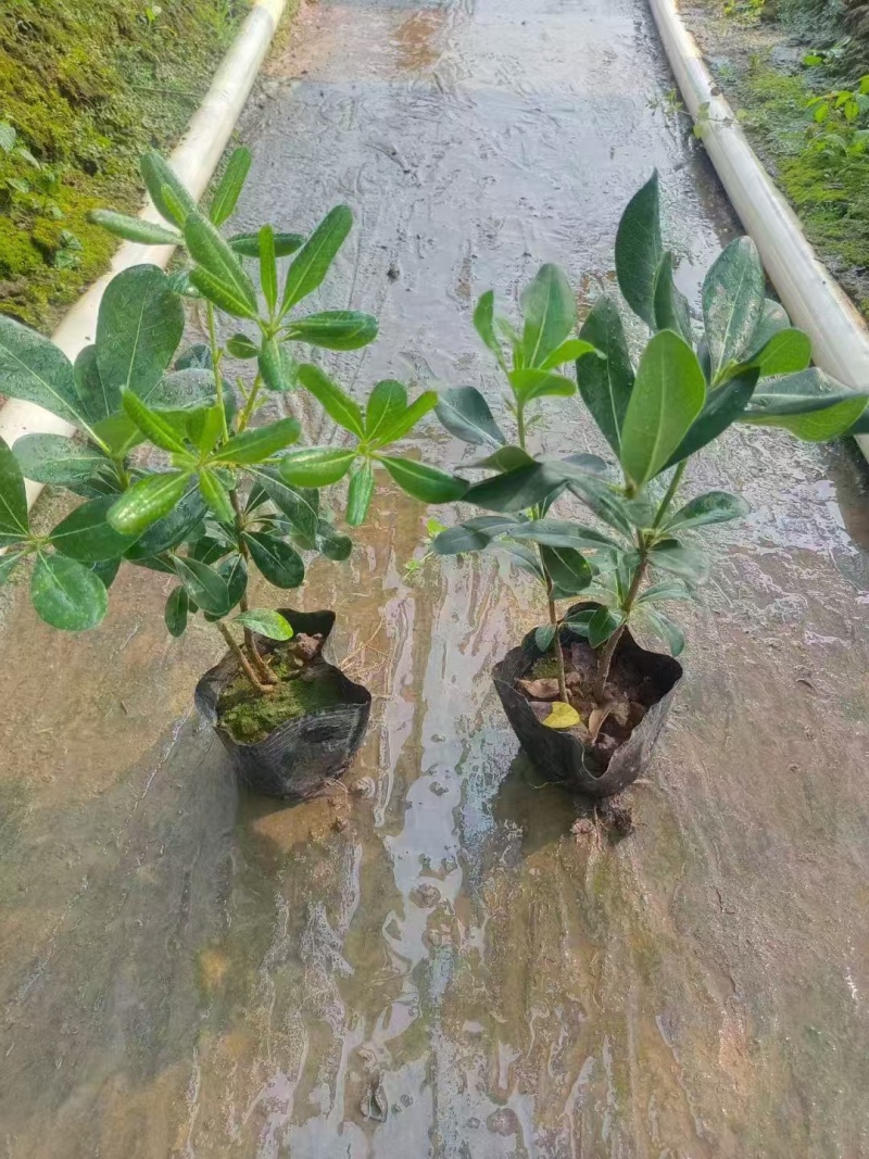 精品海桐基地种植直销
