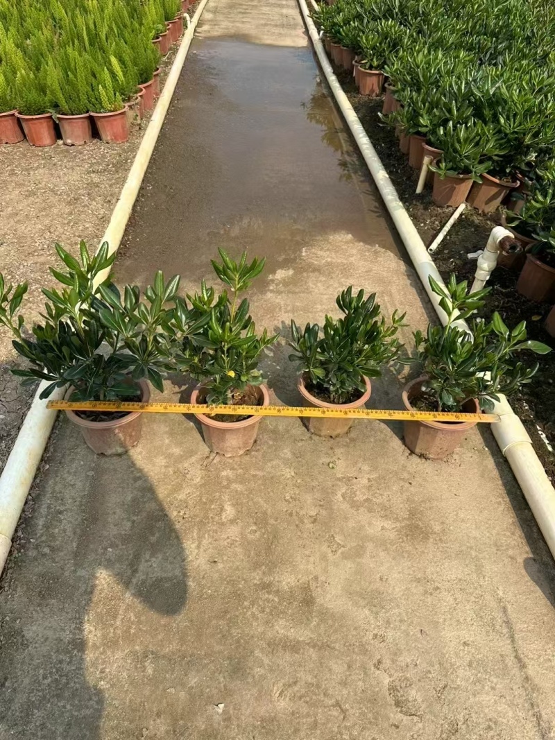 精品海桐基地种植直销