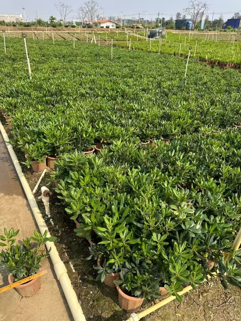 精品海桐基地种植直销