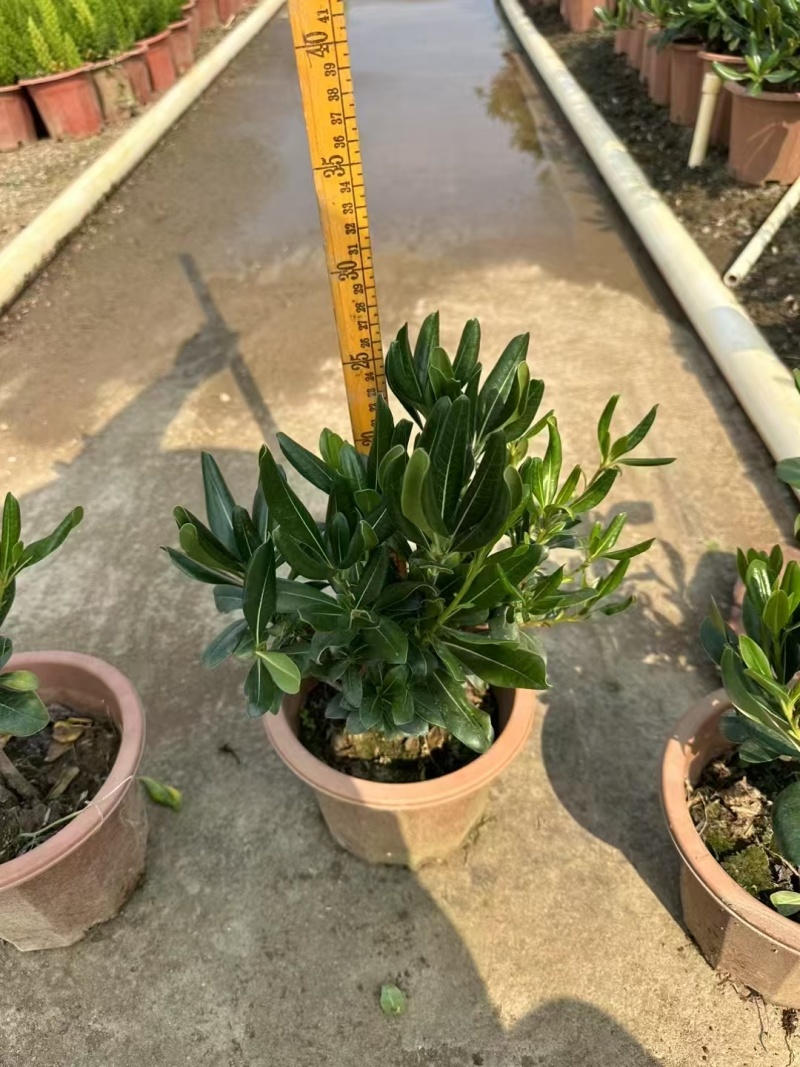 精品海桐基地种植直销