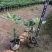 精品海桐基地种植直销