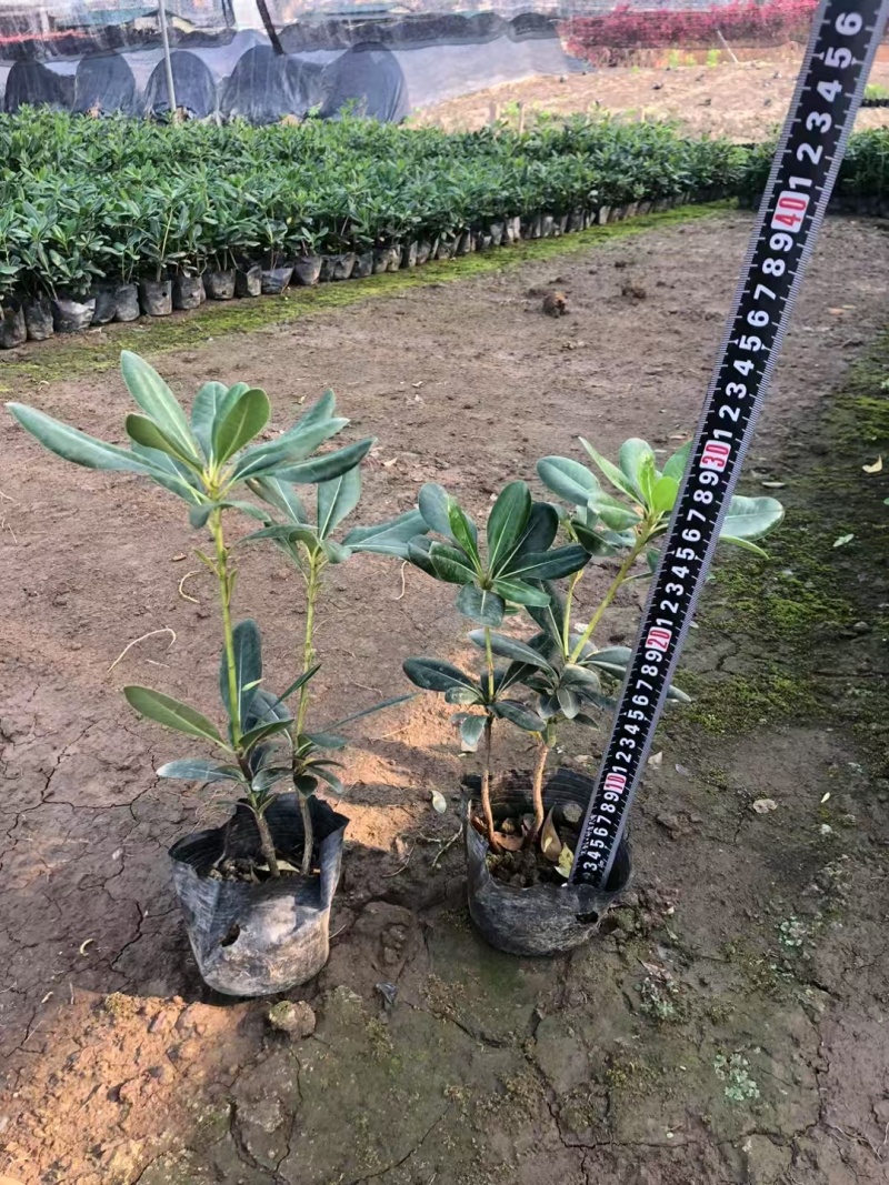 精品海桐基地种植直销