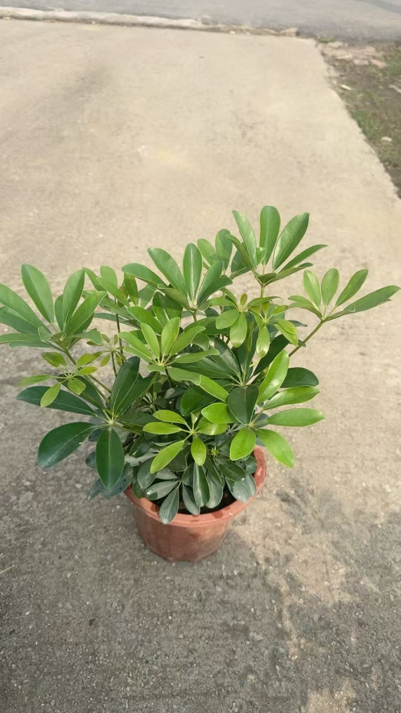 精品鸭脚木基地种植直销