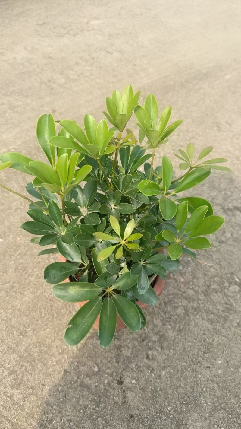 精品鸭脚木基地种植直销