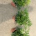 精品鸭脚木基地种植直销