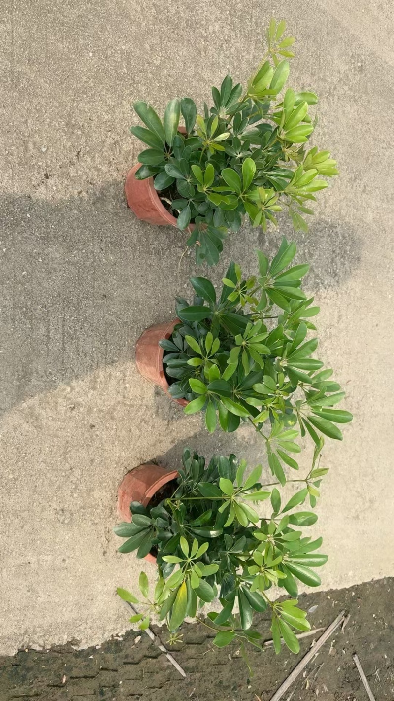 精品鸭脚木基地种植直销