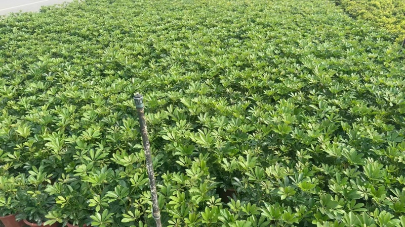 精品鸭脚木基地种植直销
