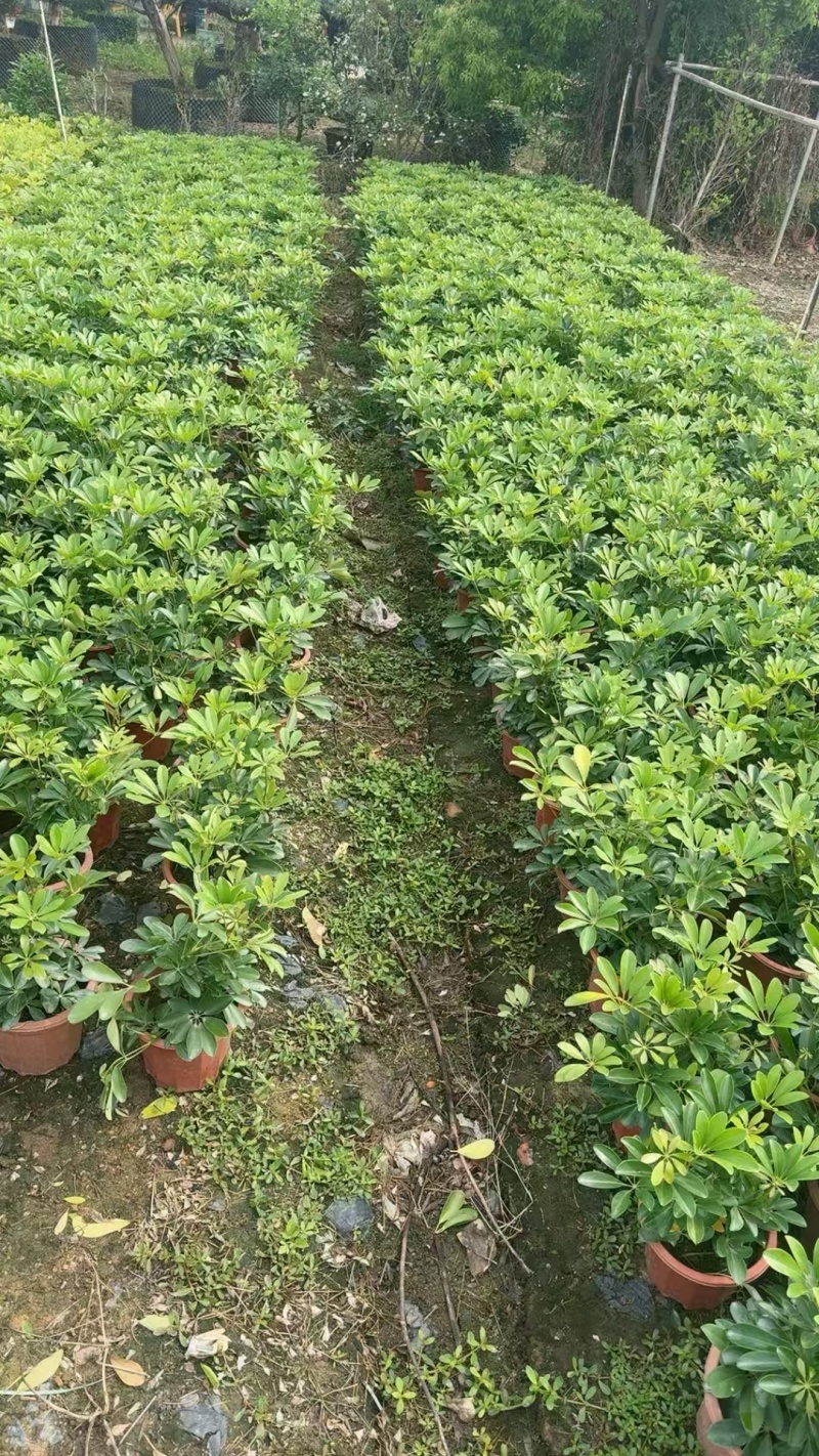 精品鸭脚木基地种植直销