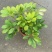 精品鸭脚木基地种植直销