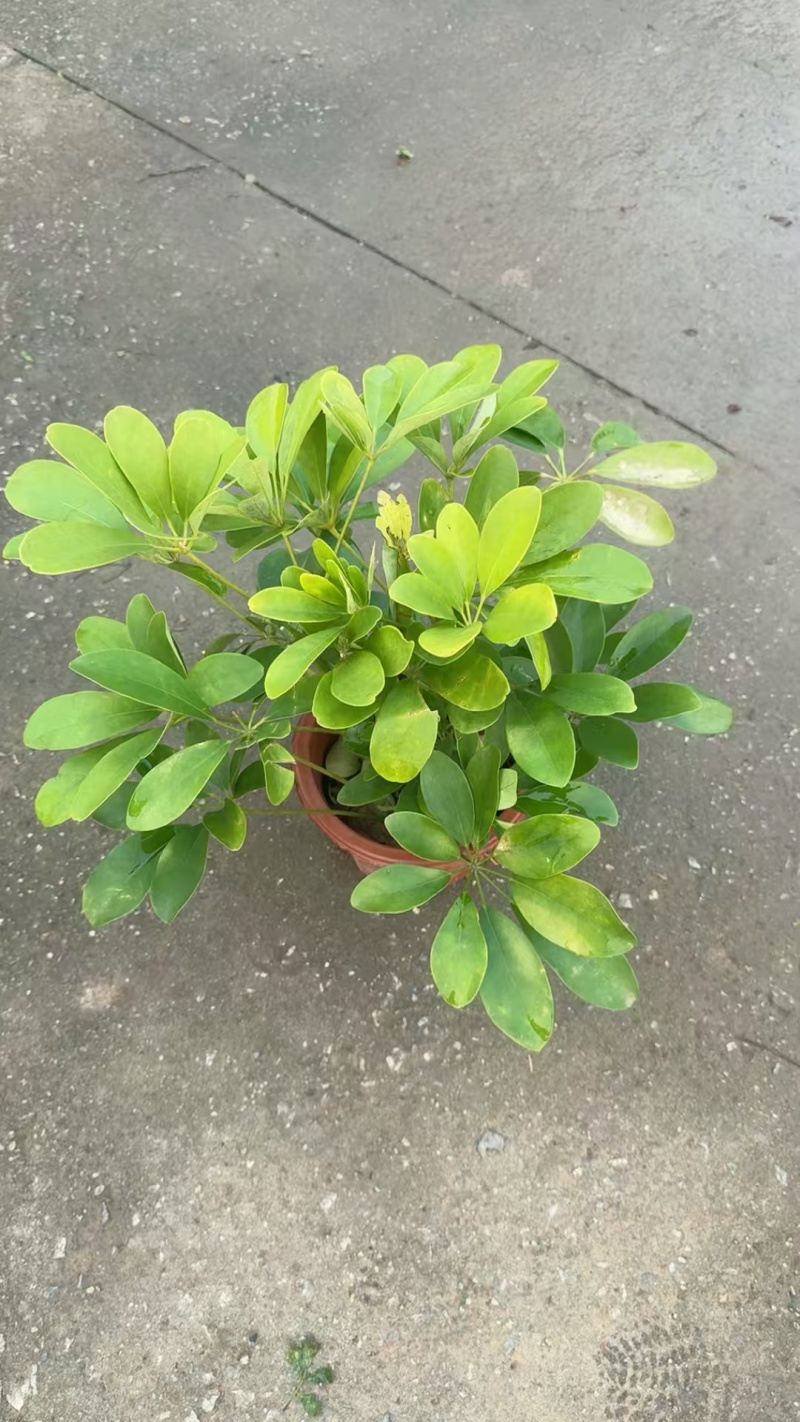 精品鸭脚木基地种植直销