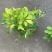 精品鸭脚木基地种植直销