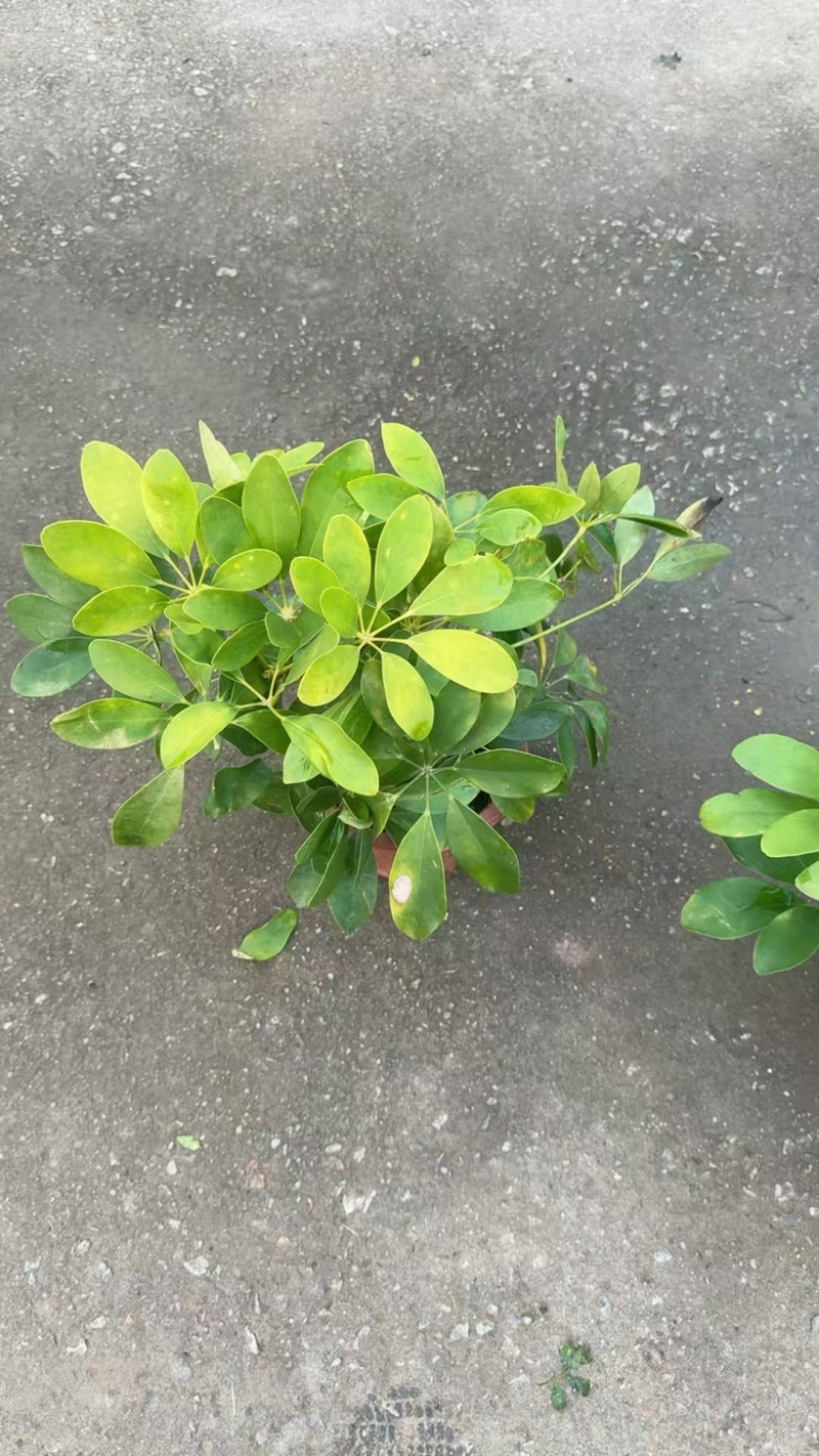 精品鸭脚木基地种植直销