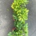精品鸭脚木基地种植直销