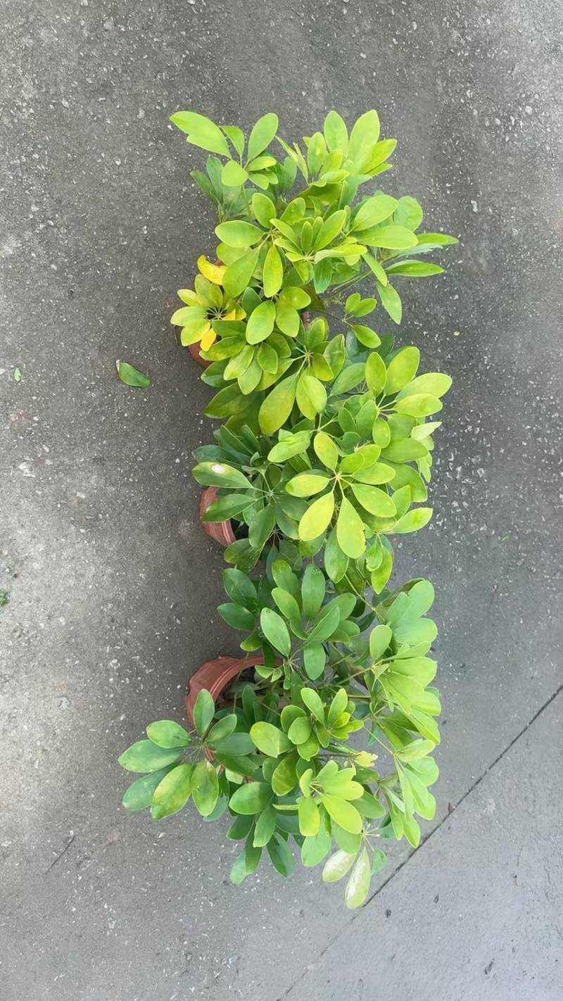 精品鸭脚木基地种植直销