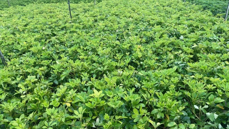 精品鸭脚木基地种植直销