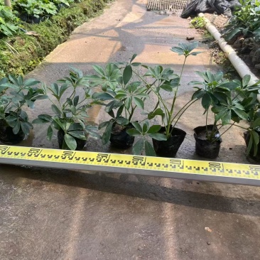 精品鸭脚木基地种植直销