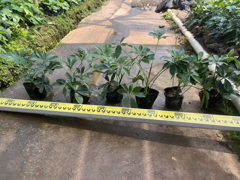 精品鸭脚木基地种植直销