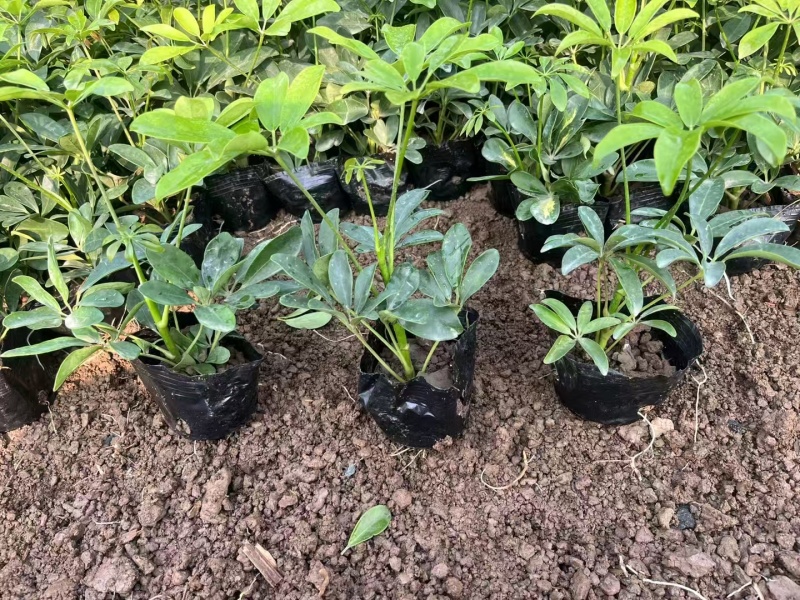 精品鸭脚木基地种植直销