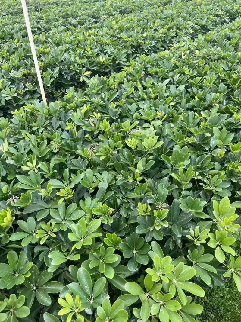 精品鸭脚木基地种植直销