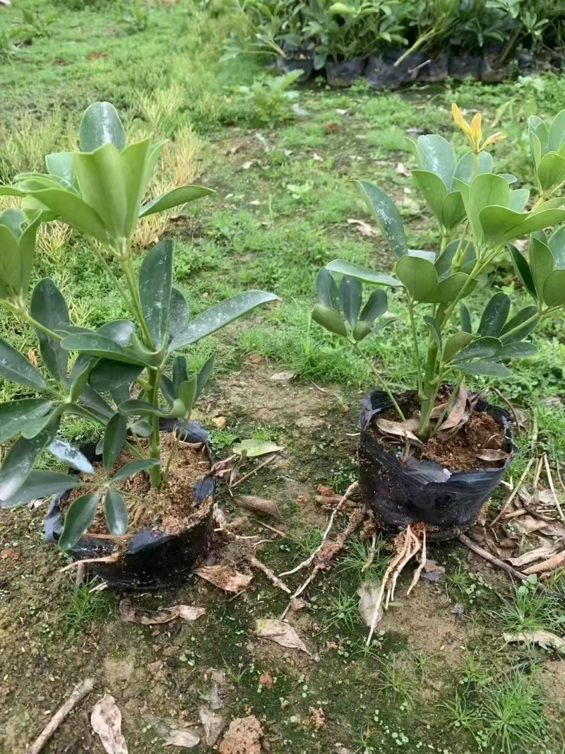 精品鸭脚木基地种植直销