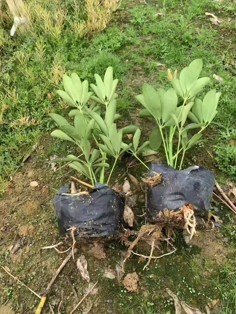 精品鸭脚木基地种植直销