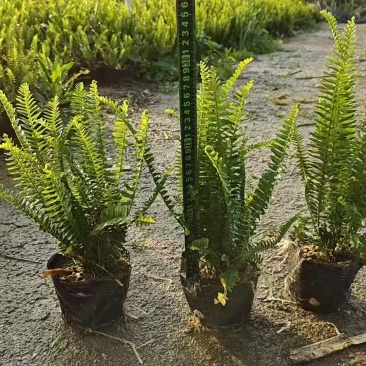 精品肾蕨基地自产自销