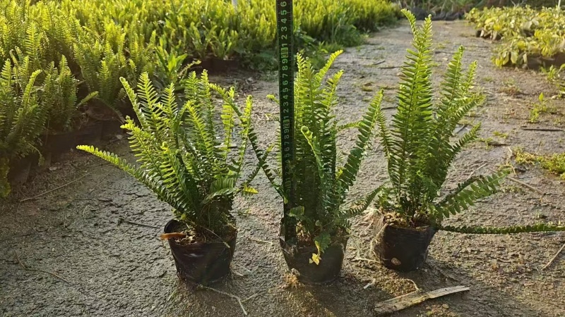 精品肾蕨基地自产自销