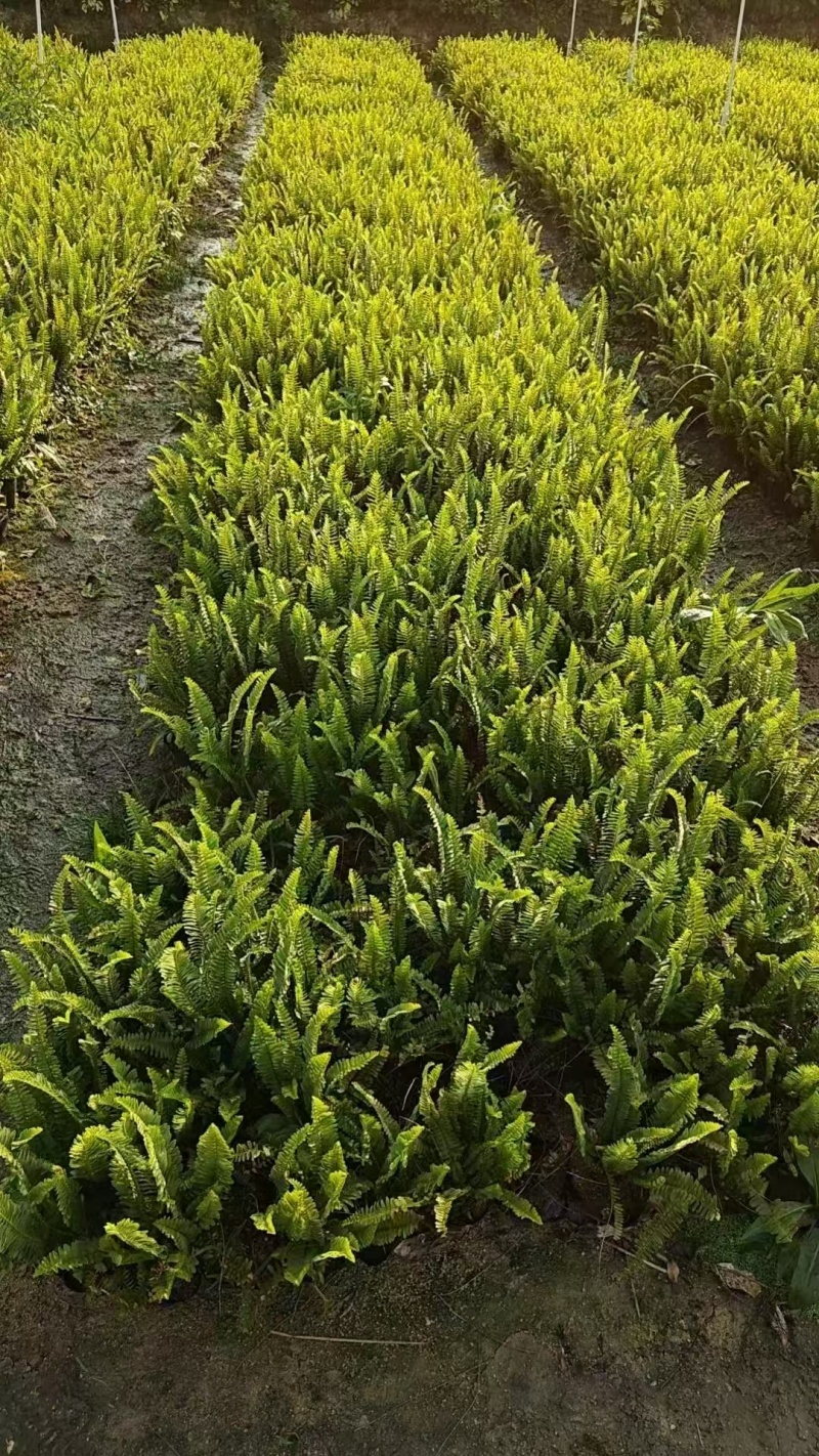 精品肾蕨基地自产自销
