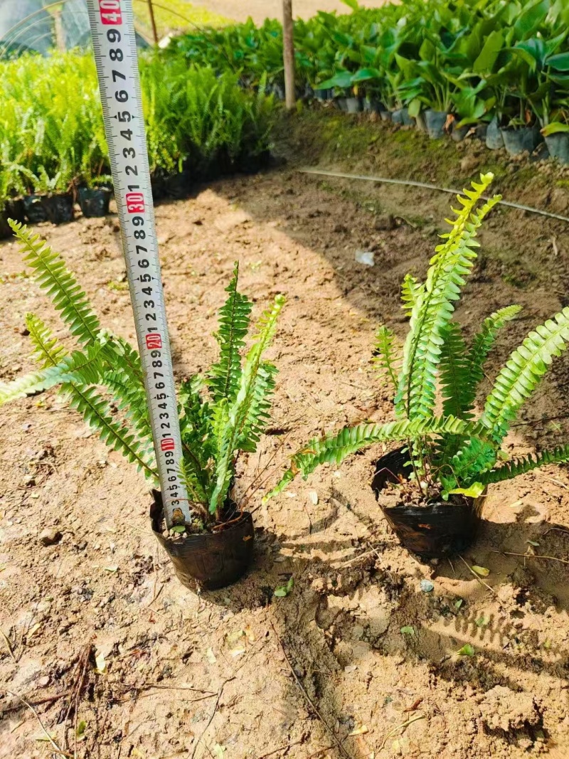 精品肾蕨基地自产自销