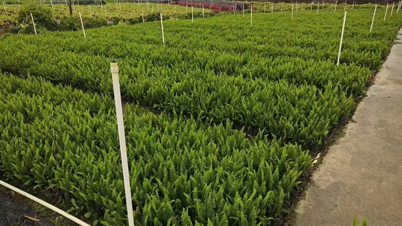 精品肾蕨基地自产自销