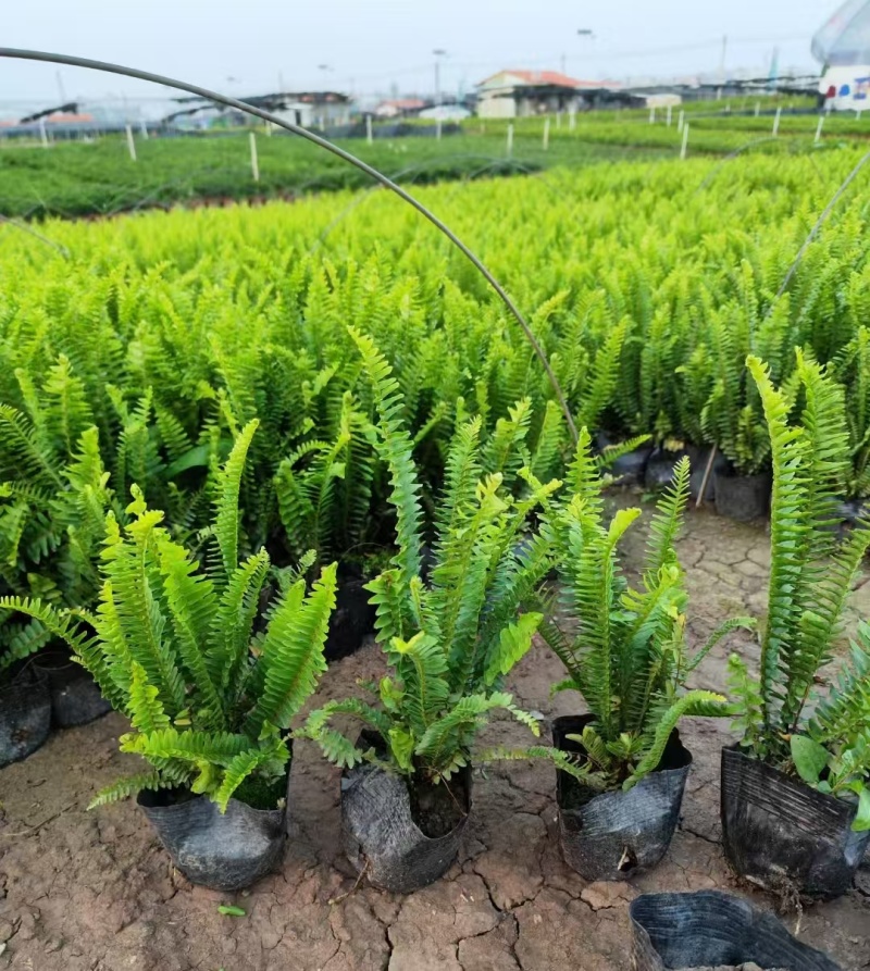 精品肾蕨基地自产自销
