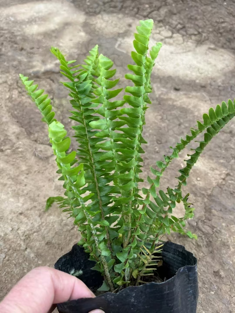 精品肾蕨基地自产自销
