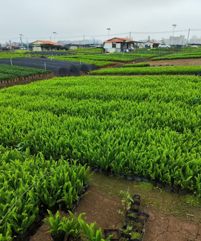 精品肾蕨基地自产自销