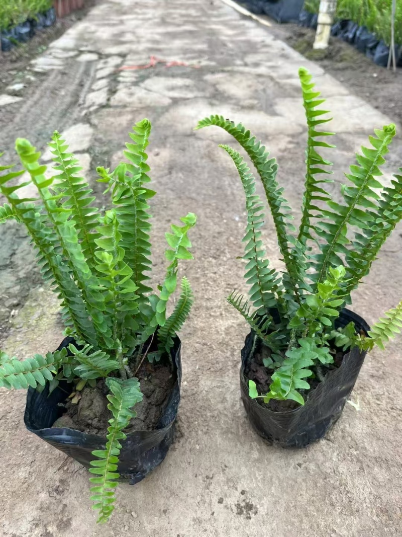 精品肾蕨基地自产自销