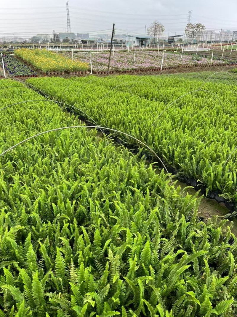 精品肾蕨基地自产自销