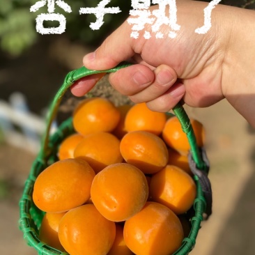 【金太阳杏】湖北杏现摘现发量大从优全国发货欢迎咨询