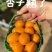 【金太阳杏】湖北杏现摘现发量大从优全国发货欢迎咨询