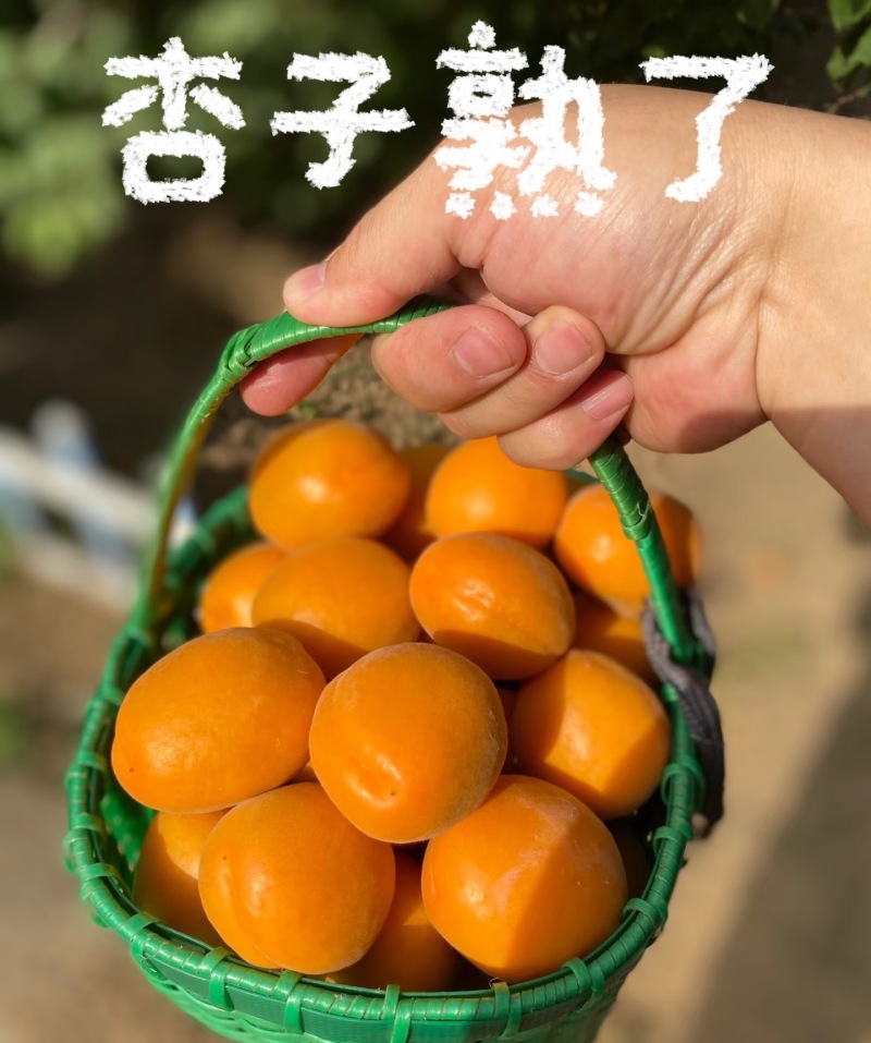 【金太阳杏】湖北杏现摘现发量大从优全国发货欢迎咨询