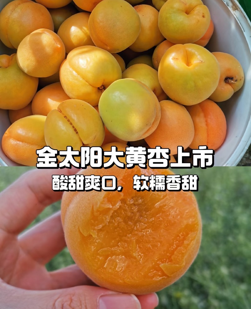 【金太阳杏】湖北杏现摘现发量大从优全国发货欢迎咨询
