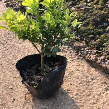 精品米兰基地直销