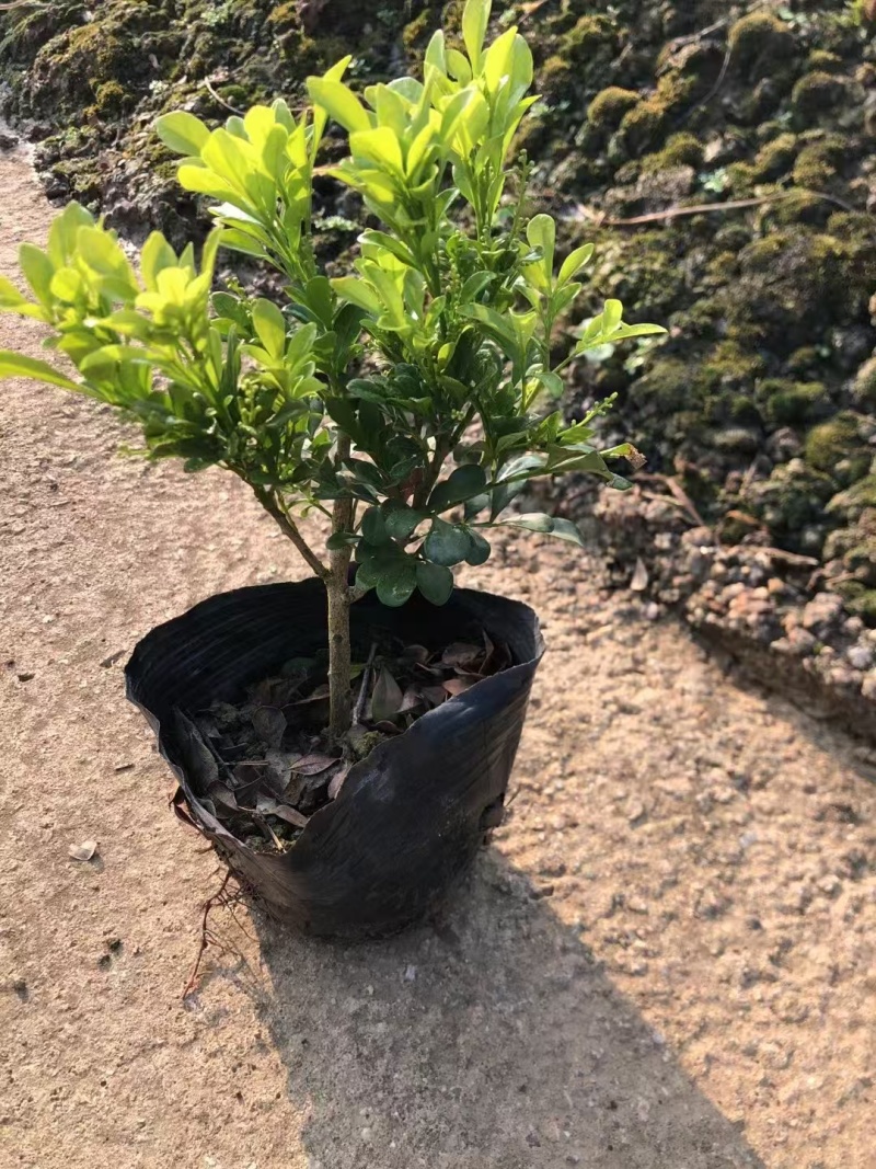 精品米兰基地直销
