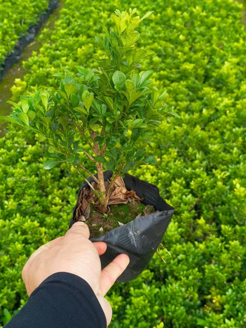 精品米兰基地直销