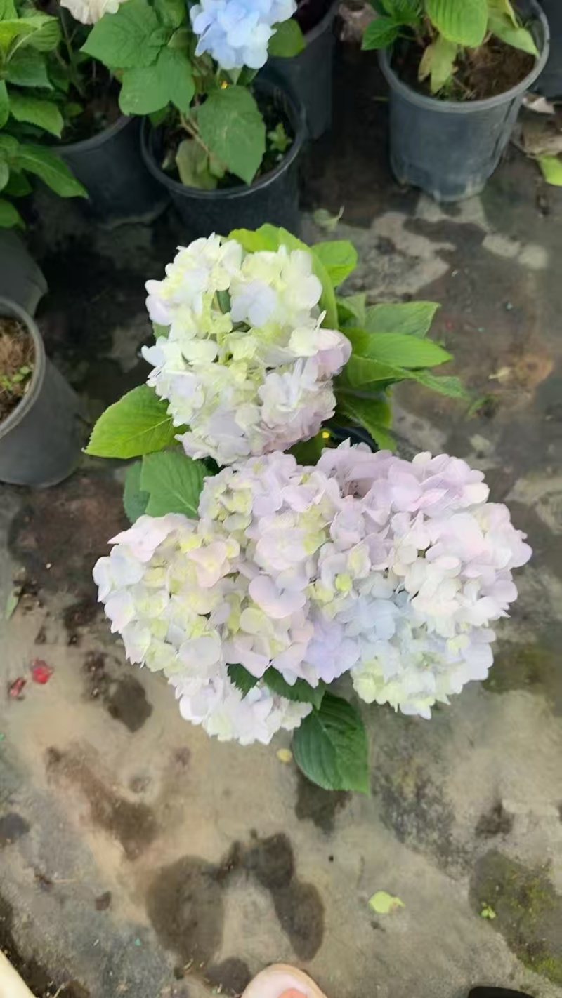 精品绣球盆苗基地直发