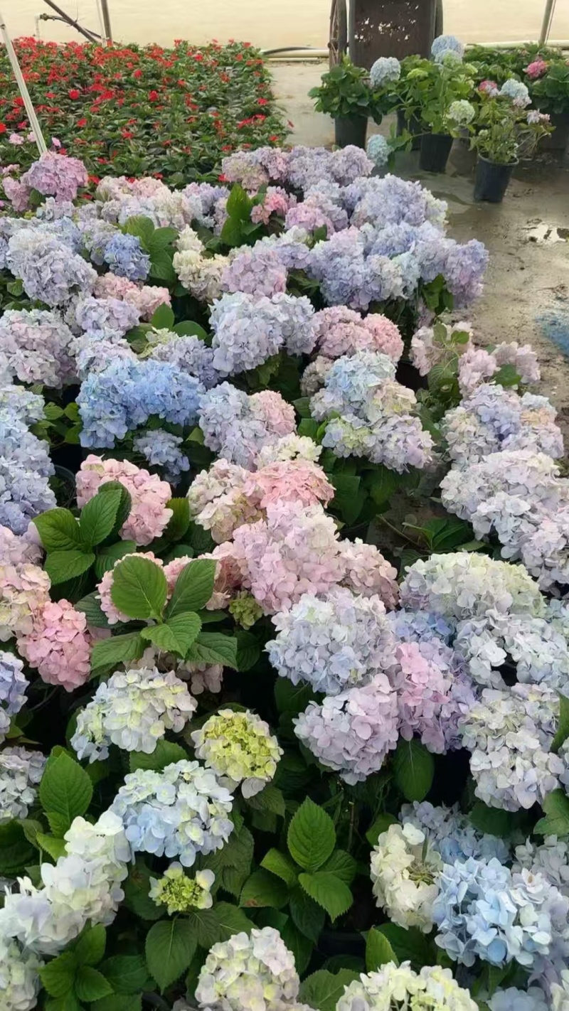 精品绣球盆苗基地直发