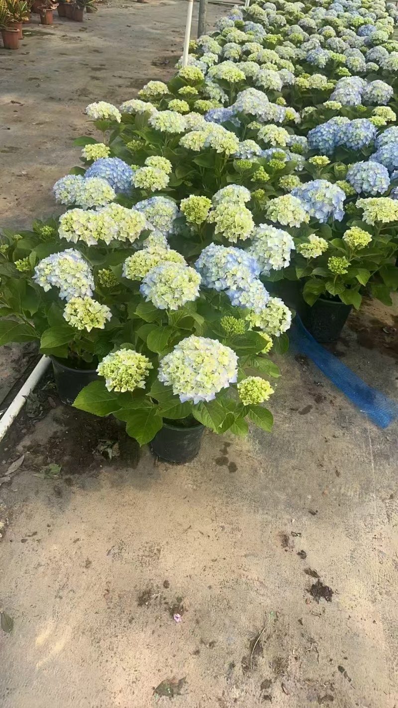 精品绣球盆苗基地直发