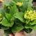 精品绣球盆苗基地直发