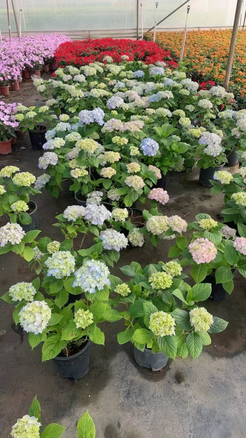 精品绣球盆苗基地直发