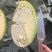 湖北精品奥奇娜扁包菜大量上市产地一手货源品质好发全国
