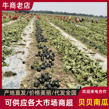（精选贝贝南瓜）云南贝贝南瓜/精品贝贝/粉糯香甜欢迎